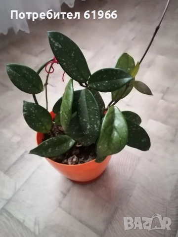 Красиво оформено Восъче! !, снимка 2 - Стайни растения - 41782047