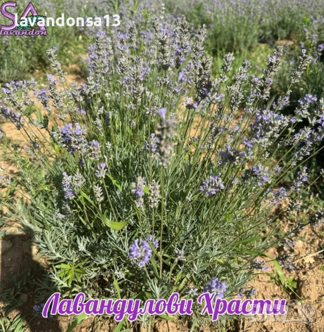 🪻 Разсад Лавандула Севтополис и Лавандин | Туфички и Оформени храсти, снимка 9 - Други - 35959231