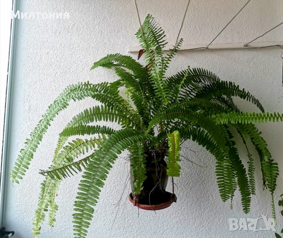 папрат нефролепсис , снимка 2 - Стайни растения - 52718860