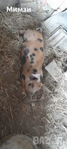 Продавам  мъжко прасенце, снимка 2 - Прасета - 56531580