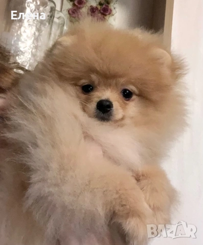 Малки сладки померанче, снимка 2 - Померан - 53083188