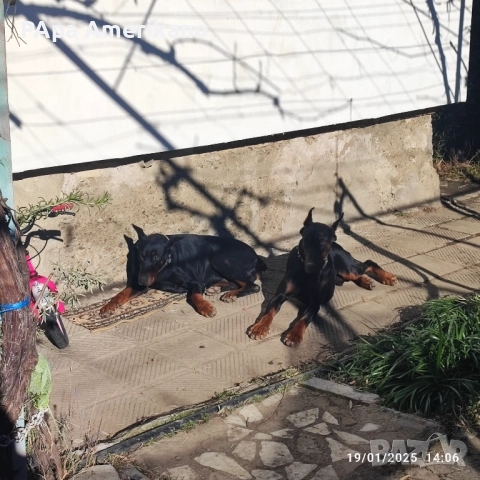 Мъжки доберман за разплод , снимка 3 - Други услуги - 52300714