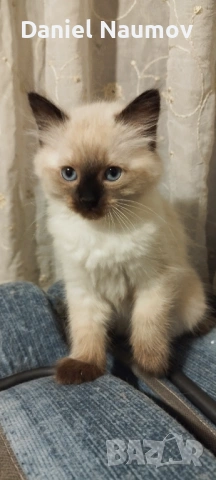 Котенца Регдол, снимка 4 - Други - 53906180