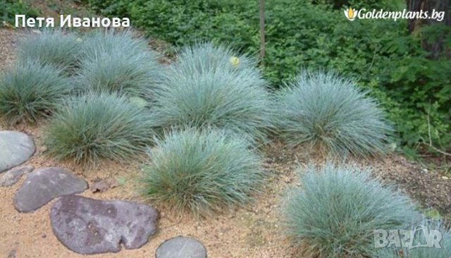 Синя трева, снимка 2 - Градински цветя и растения - 36583952