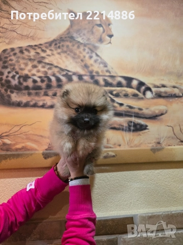Померан женски , снимка 3 - Померан - 52939284