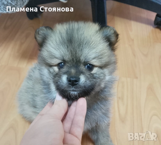 продавам малки померани , снимка 5 - Померан - 52617952