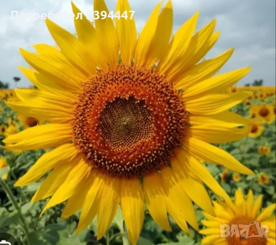 Шарлан студено пресован и зехтин , снимка 2 - Други - 48423516