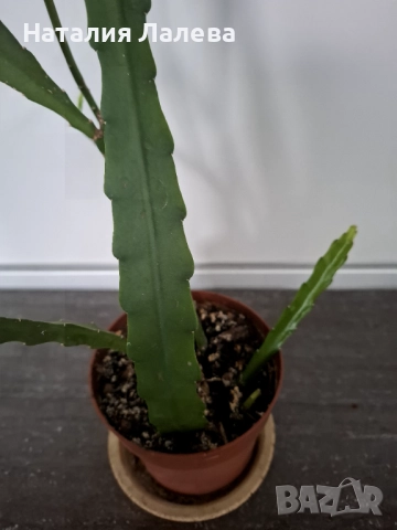 Епифилумът , Epiphyllum, снимка 2 - Стайни растения - 52328482