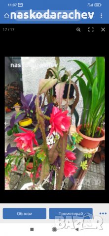 Цветя и кактуси различни видове, снимка 16 - Стайни растения - 32851734