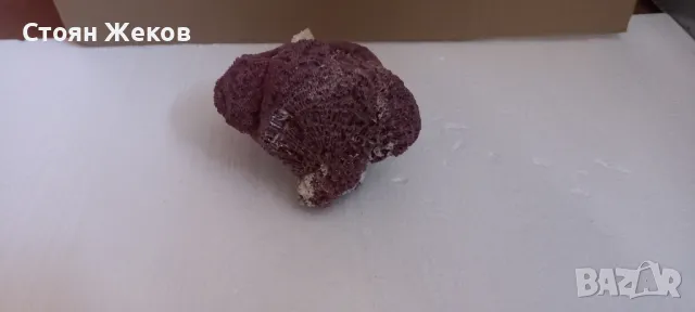 продавам червен корал, снимка 4 - Оборудване за аквариуми - 47834618