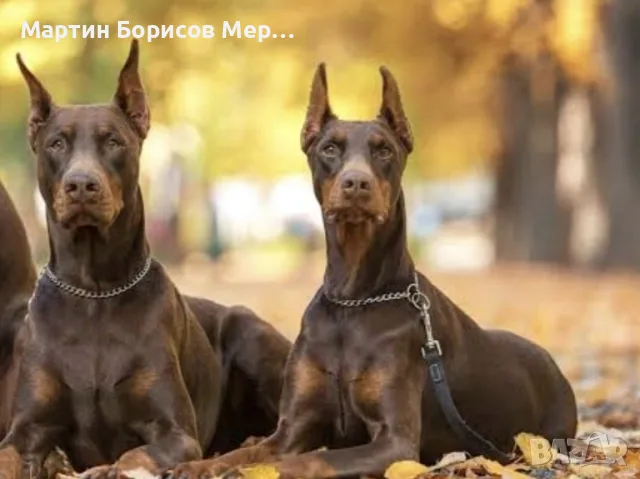 дама доберманка търси партньор, снимка 2 - Доберман - 56418008