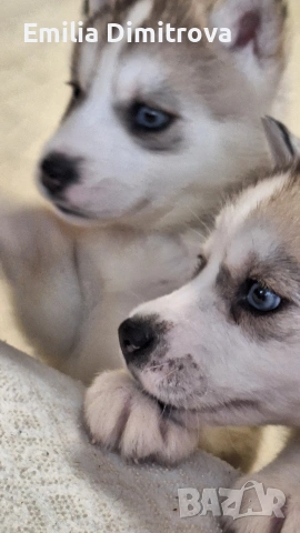 продавам хъскита кучете, снимка 6 - Хъски - 53236382