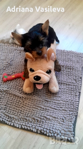 Йоркширски териер , снимка 3 - Йоркширски териер - 52909679