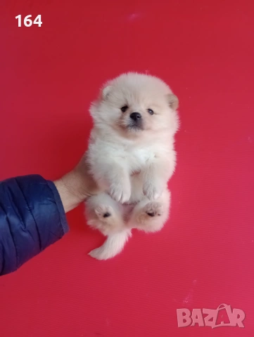 Мъжки и женски Померани. Реални снимки от 12.01.26 г. , снимка 8 - Померан - 53015028