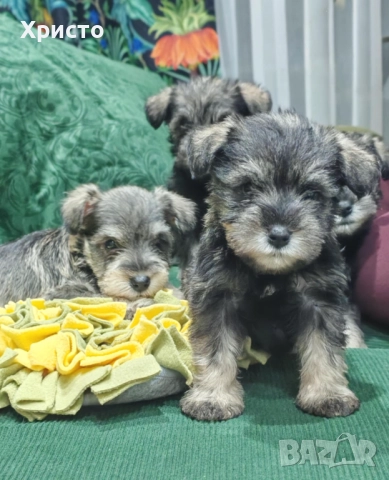 Минишануцер, цвергшнауцер , снимка 2 - Други - 52504946