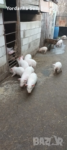 прасенца, снимка 6 - Прасета - 52814781