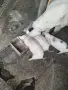 прасета от Село Тополчане , снимка 9