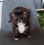 Shih poo/Mini poodle , снимка 1
