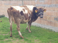 Продавам 2 крави бременни, снимка 1 - Крави - 44616016