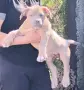 Американско Були Хл/American Bully XL , снимка 8