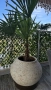 Кашпи с палми, снимка 4