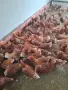 продавам ярки на шест месеца проносили ваксинирани, снимка 3