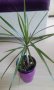Драцена маргината, снимка 1 - Стайни растения - 35659420