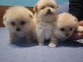 продавам кученца шпиц померан 2 момченца и 1 момиче, снимка 6