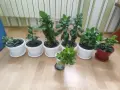Мушката, сакъзчета и каланхое, снимка 9