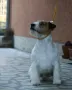 Джак ръсел твърдокосмест, снимка 4