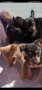 Продавам пинчери, снимка 6