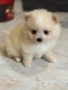 Померан мини , снимка 1