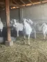 Продавам ялови кози, снимка 3