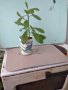 Каучуково дърво, снимка 1 - Градински цветя и растения - 31660995