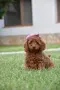 Той пудел Toy poodle, снимка 8