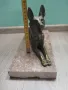 Статуетка белгийска овчарка, снимка 4