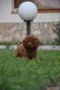 Той пудел Toy poodle, снимка 17