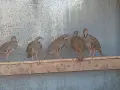 кеклици Разград , снимка 3