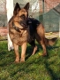 Продавам немска овчарка на година и половина не е агресивен кастриран за повече информация 089903513, снимка 5
