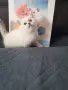 КОТЕНЦЕ КАТО  ОТ РЕКЛАМА, снимка 8