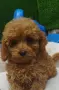 Той Пудел Poodle toy , снимка 1