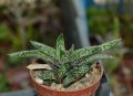 Двуцветна гастерия (Gasteria bicolor var. liliputana), снимка 1 - Стайни растения - 37398638