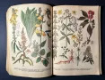 Стара Книга Разпознаване и Събиране на Билки / Борис Китанов, снимка 7