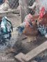 Оплодени яйца от Шведска цветна кокошка, снимка 9