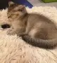 златна чинчила момиче , снимка 6