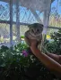 Златна клепоуха Британска чинчила, снимка 10
