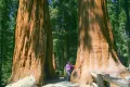 Нови качествени 15 семена от гигантска секвоя мамутово дърво sequoiadendron giganteum за декорация, снимка 6