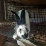 Продавам  зайци, снимка 7