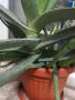 Растение Алое, снимка 2