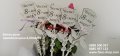 Вечни рози, подарък за 8ми март, за учител, мама,баба, леля